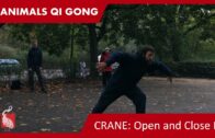 Crane: Open and Close Stepwork – 5 ANIMALS QI GONG