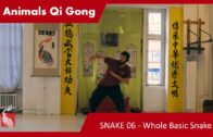 Snake 06 – Whole Basic Motion – 5 ANIMALS QI GONG
