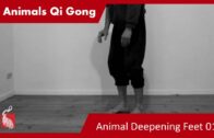 Animal Repetition Class – Foot Work 01 – Online Class 80